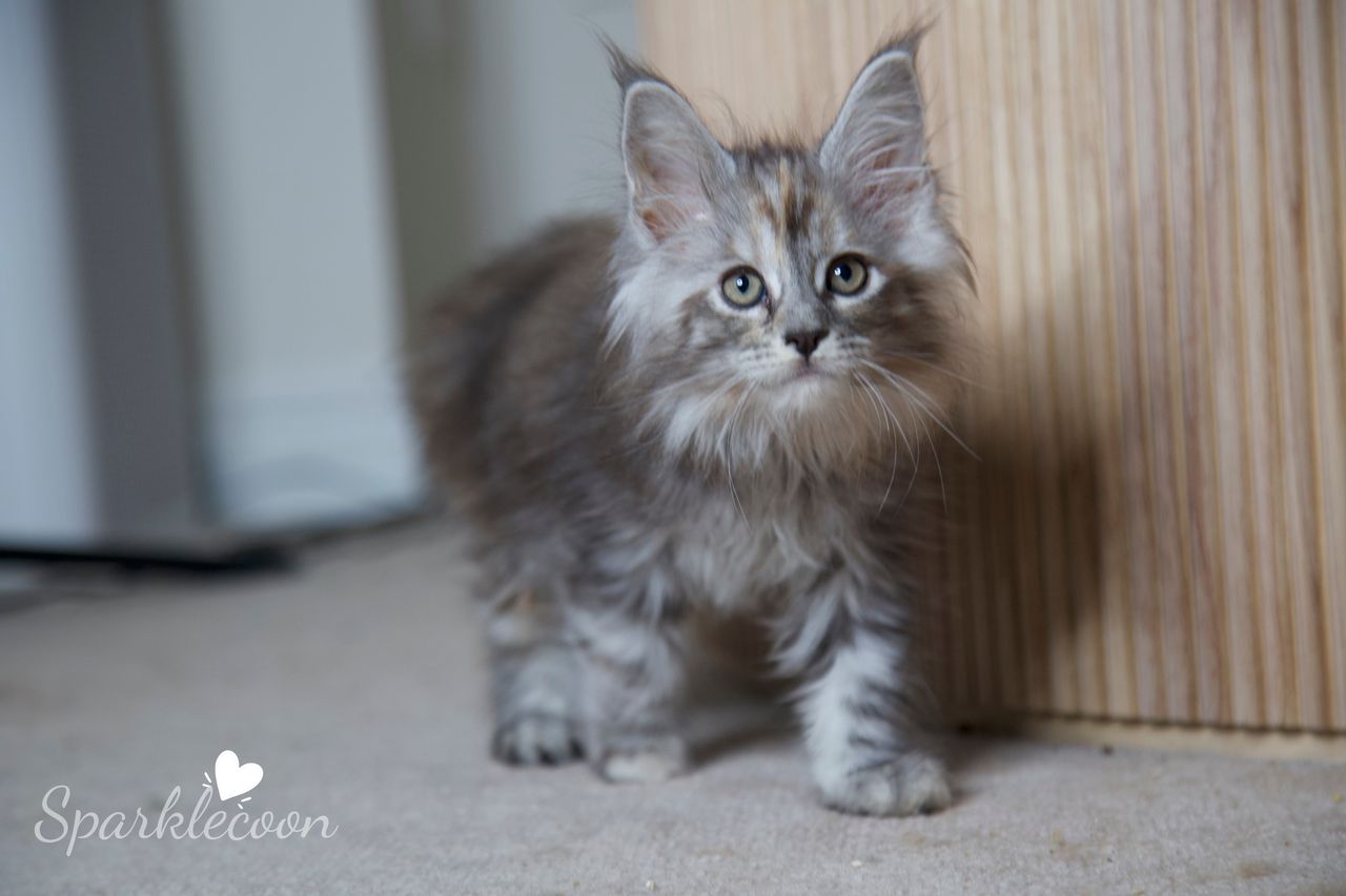 Teletubby - Black Silver Torbie - litter luna 2025 08 27 teletubby 7