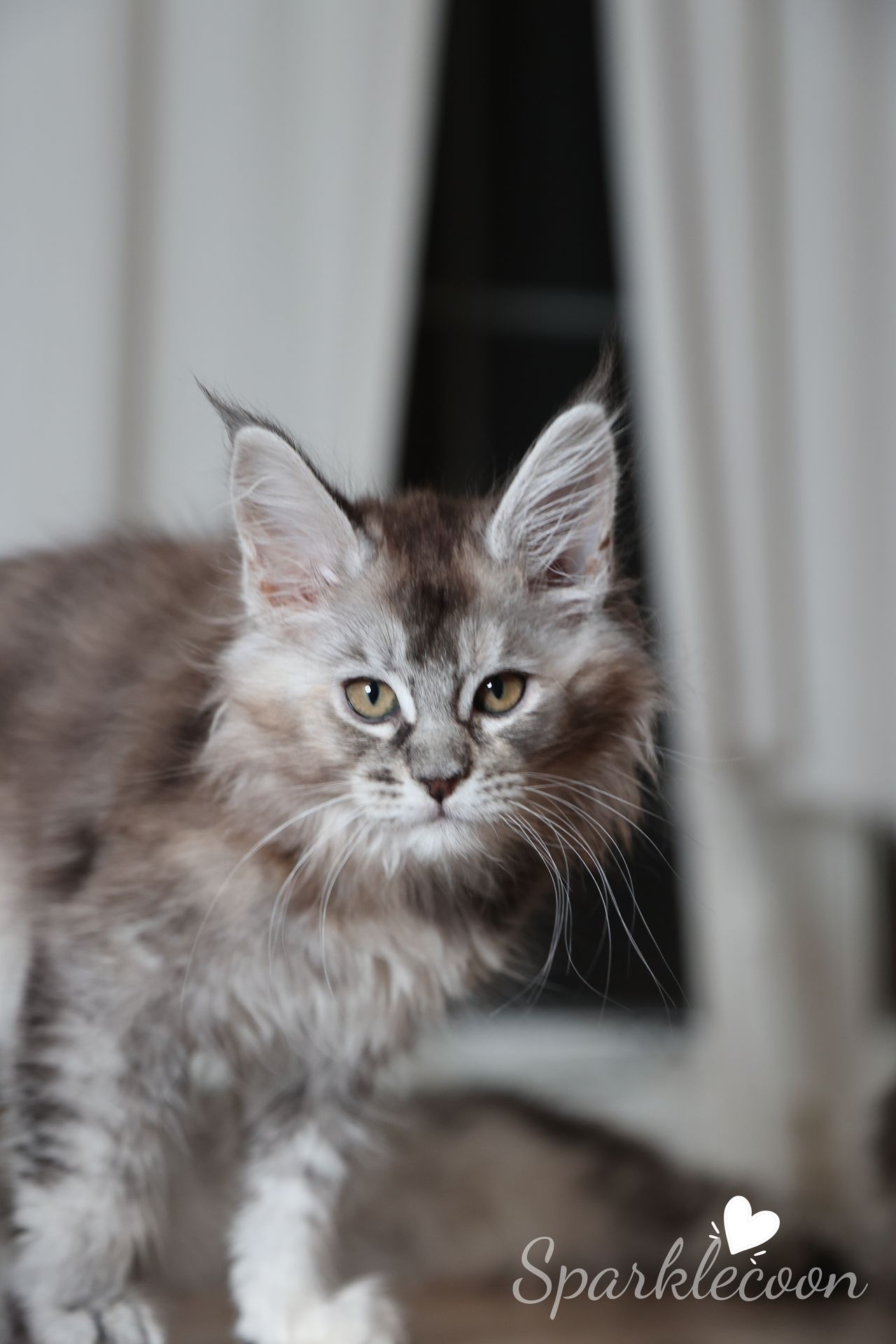 Black Sesame Pudding - Black Silver Ticked Torbie - litter red quaso 2025 10 08 black sesame 1 — Maine Coon