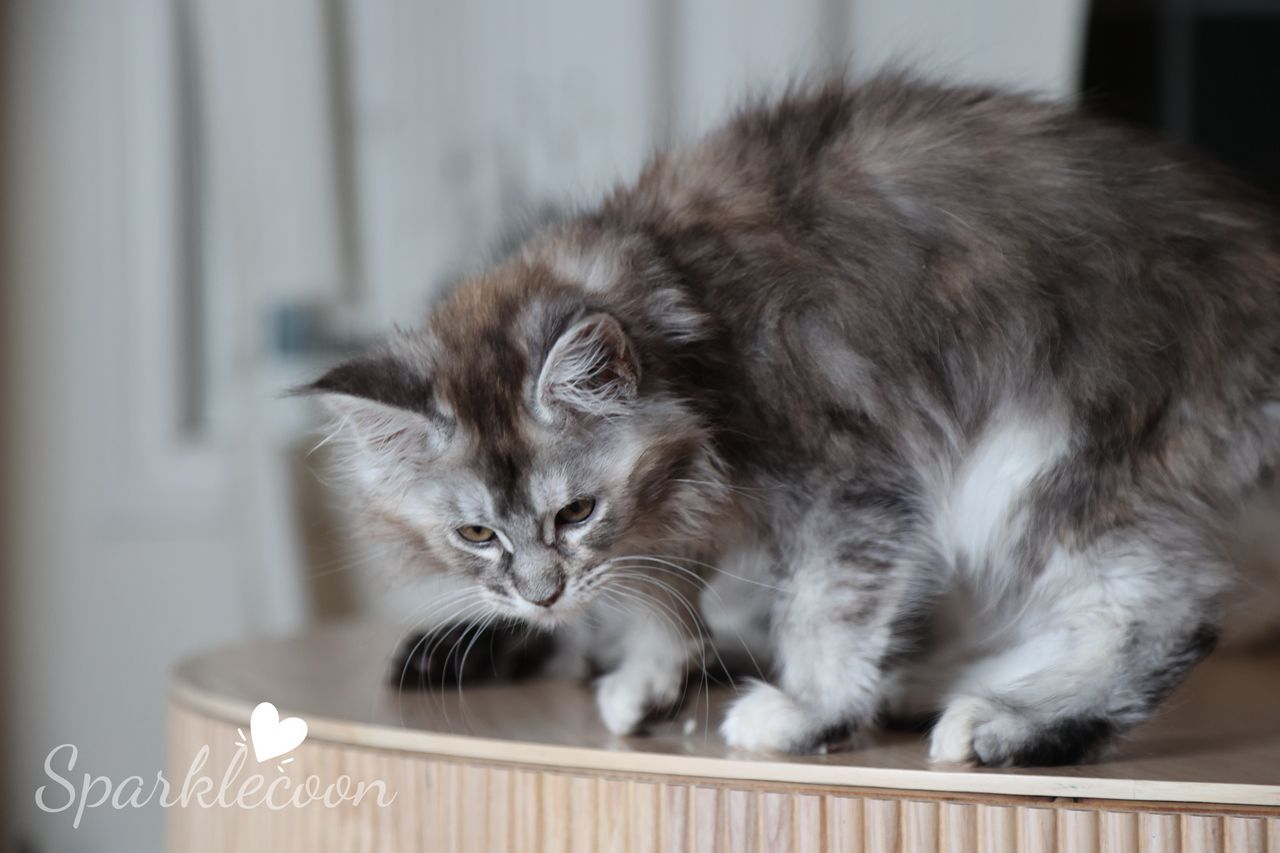 Black Sesame Pudding - Black Silver Ticked Torbie - litter red quaso 2025 10 08 black sesame 2 — Maine Coon