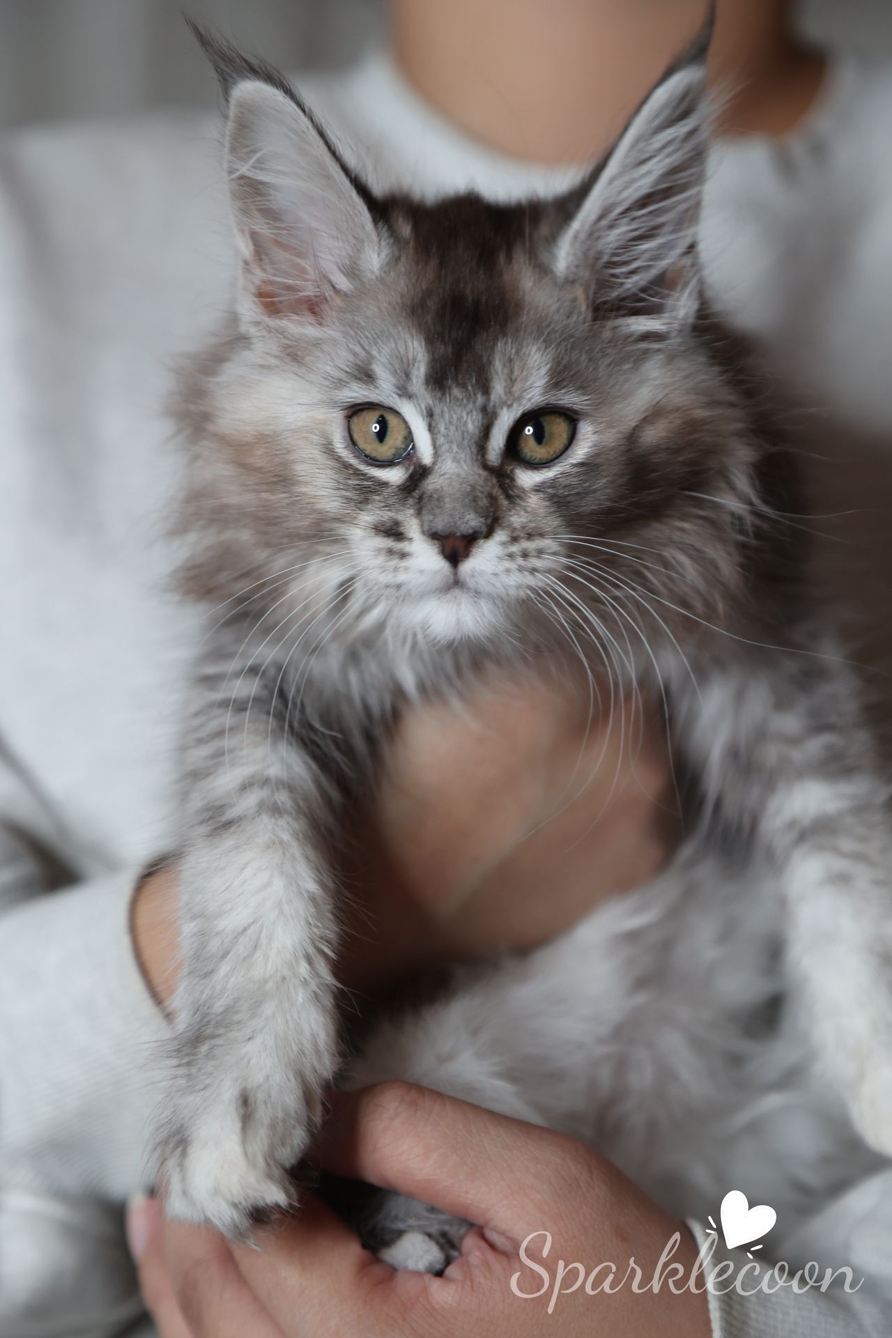 Black Sesame Pudding - Black Silver Ticked Torbie - litter red quaso 2025 10 08 black sesame 3 — Maine Coon