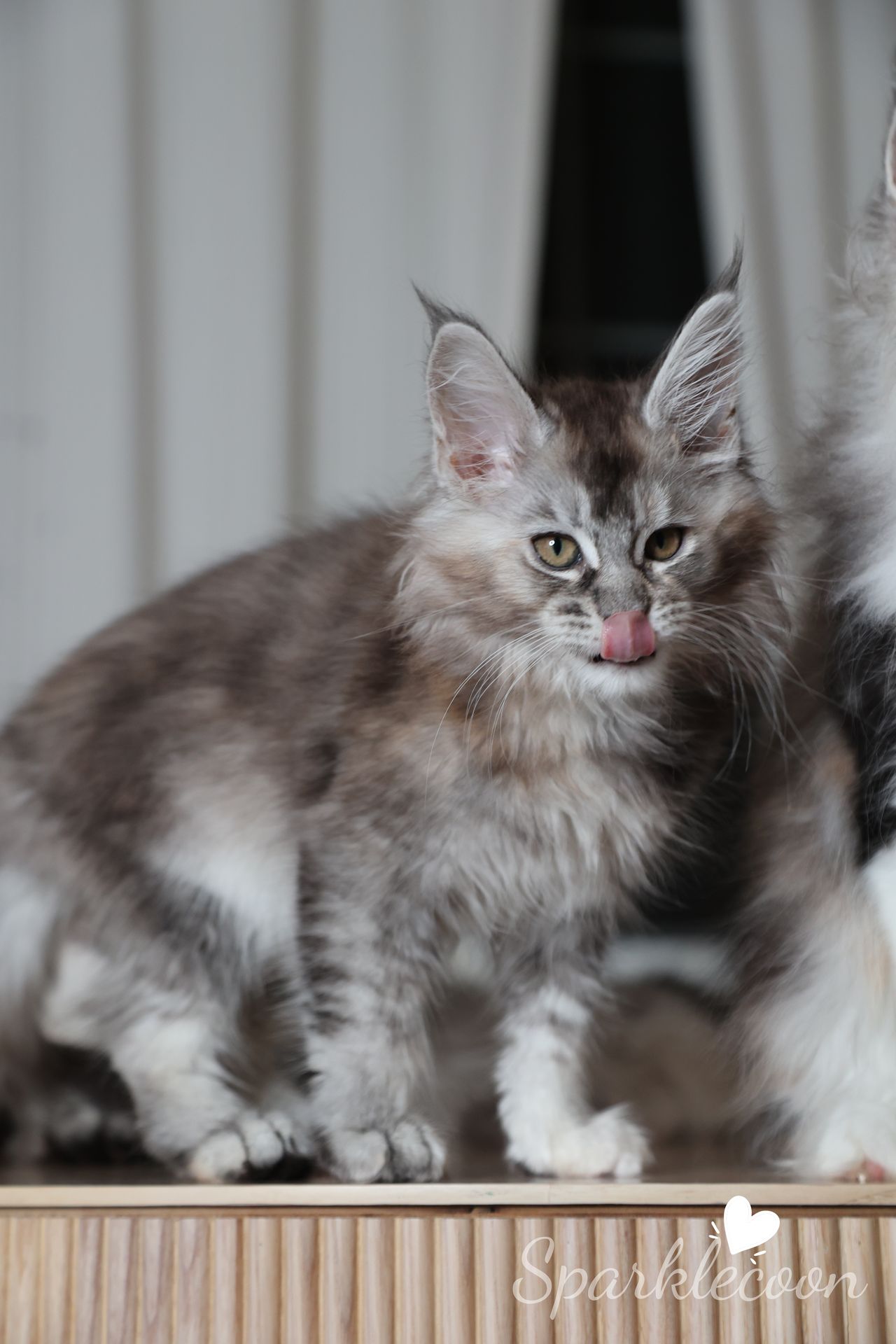 Black Sesame Pudding - Black Silver Ticked Torbie - litter red quaso 2025 10 08 black sesame 4 — Maine Coon