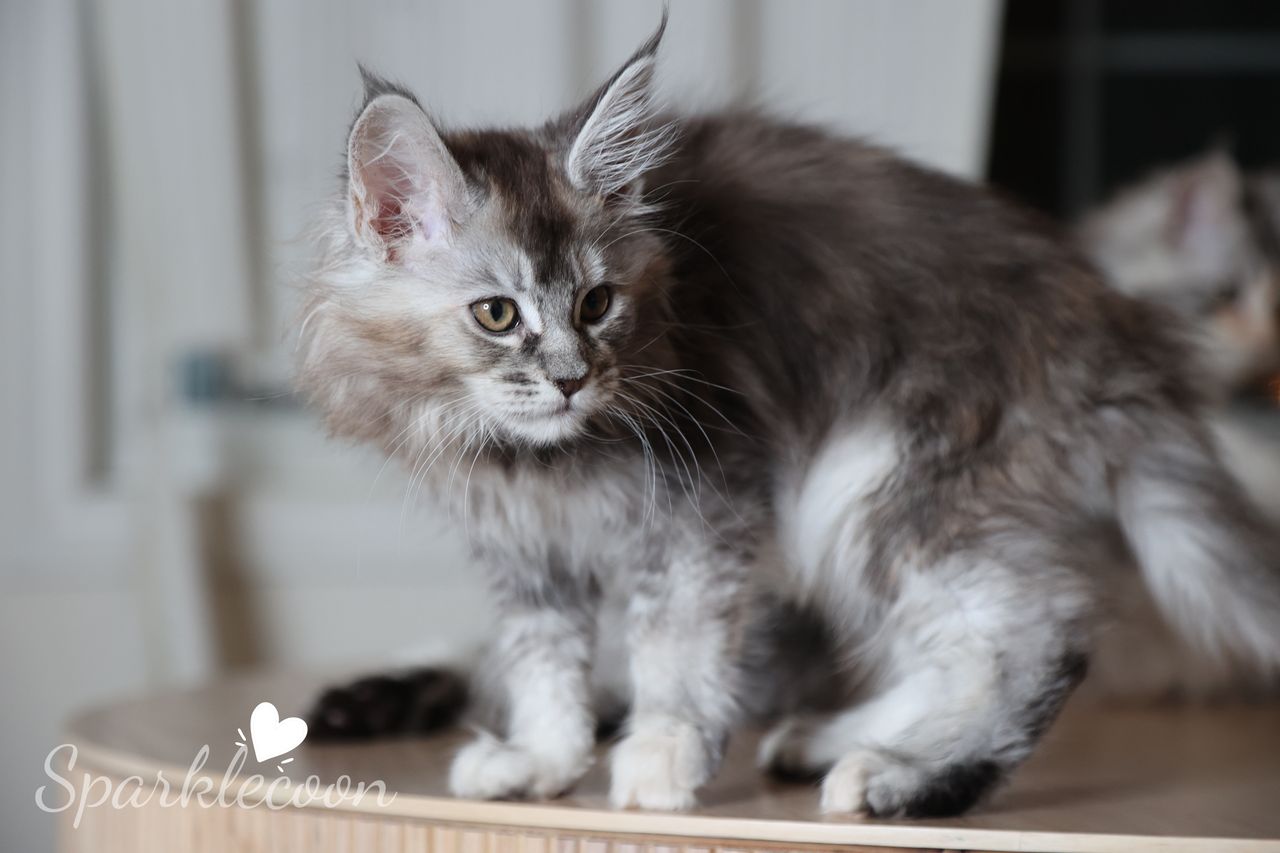 Black Sesame Pudding - Black Silver Ticked Torbie - litter red quaso 2025 10 08 black sesame 5 — Maine Coon