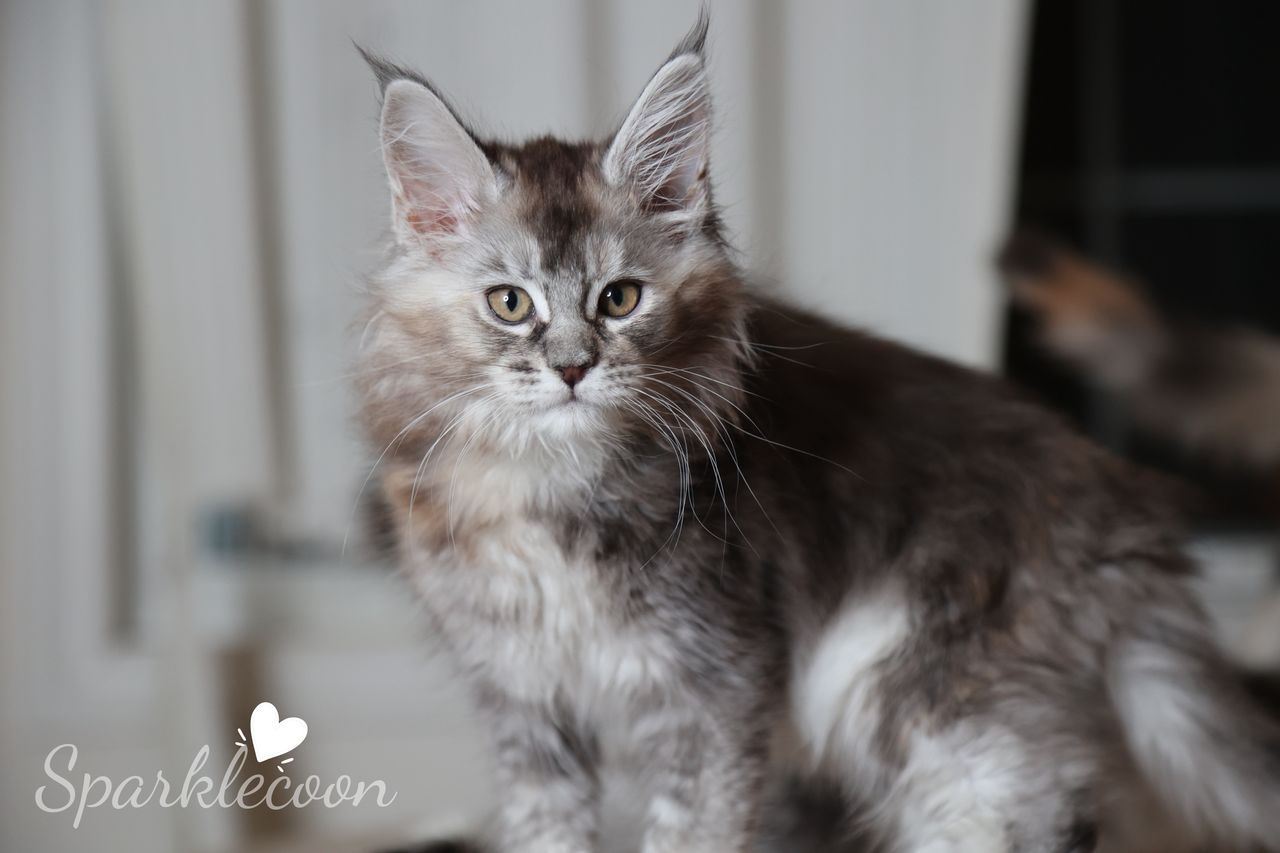 Black Sesame Pudding - Black Silver Ticked Torbie - litter red quaso 2025 10 08 black sesame cover image — Maine Coon