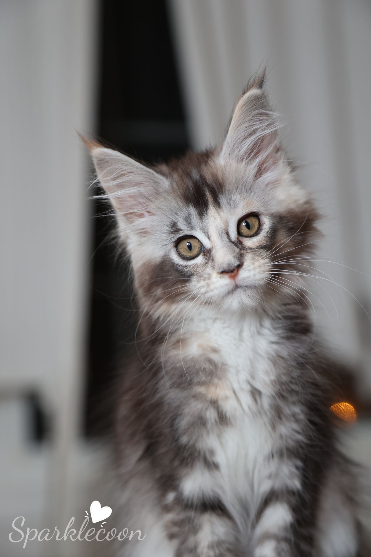 Phoenix Milk Pudding - Black Silver Ticked Torbie with White - litter red quaso 2025 10 08 phoenix milk 1 — Maine Coon