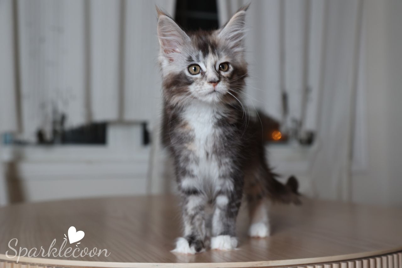 Phoenix Milk Pudding - Black Silver Ticked Torbie with White - litter red quaso 2025 10 08 phoenix milk 2 — Maine Coon