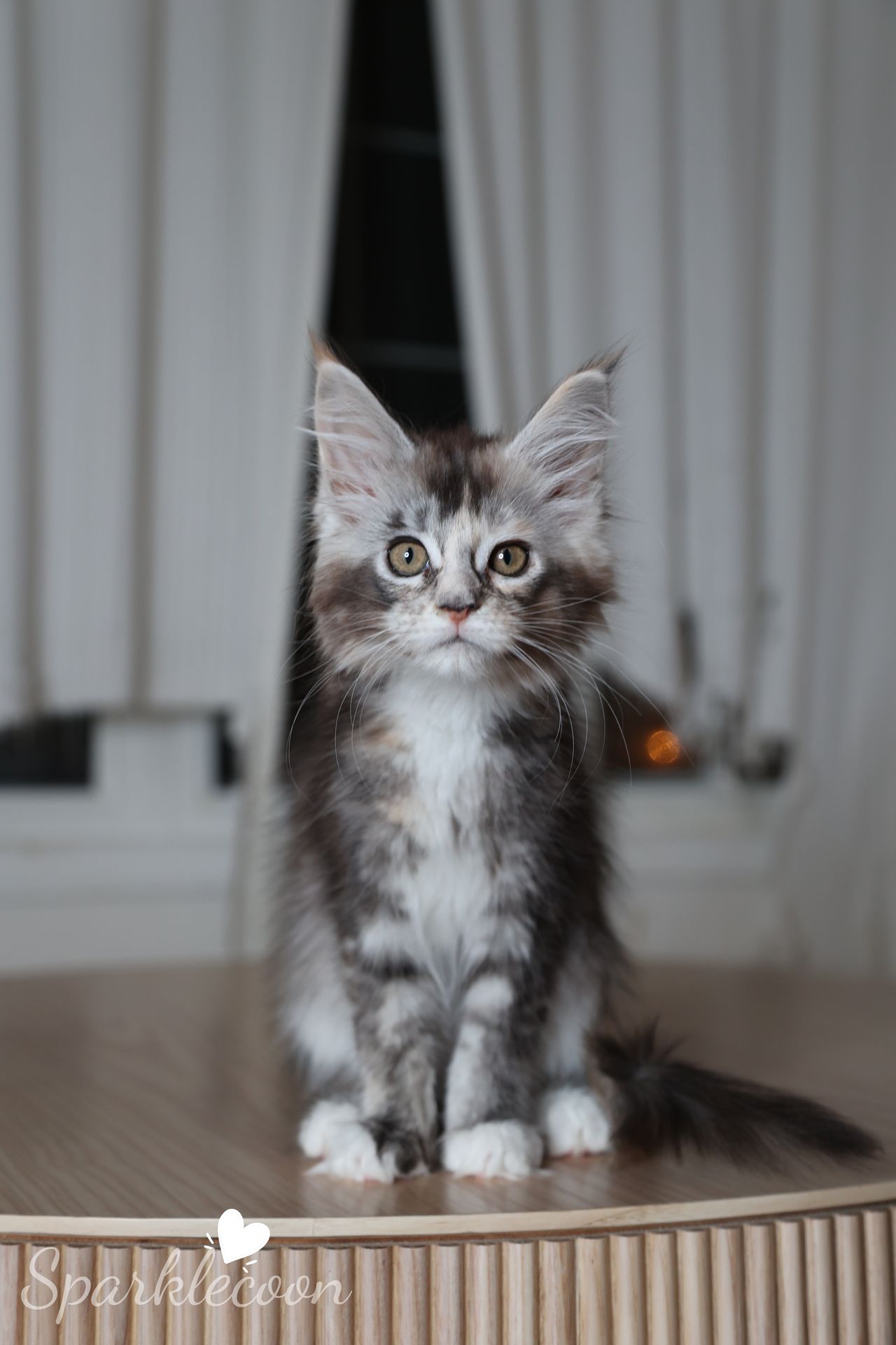 Phoenix Milk Pudding - Black Silver Ticked Torbie with White - litter red quaso 2025 10 08 phoenix milk 3 — Maine Coon