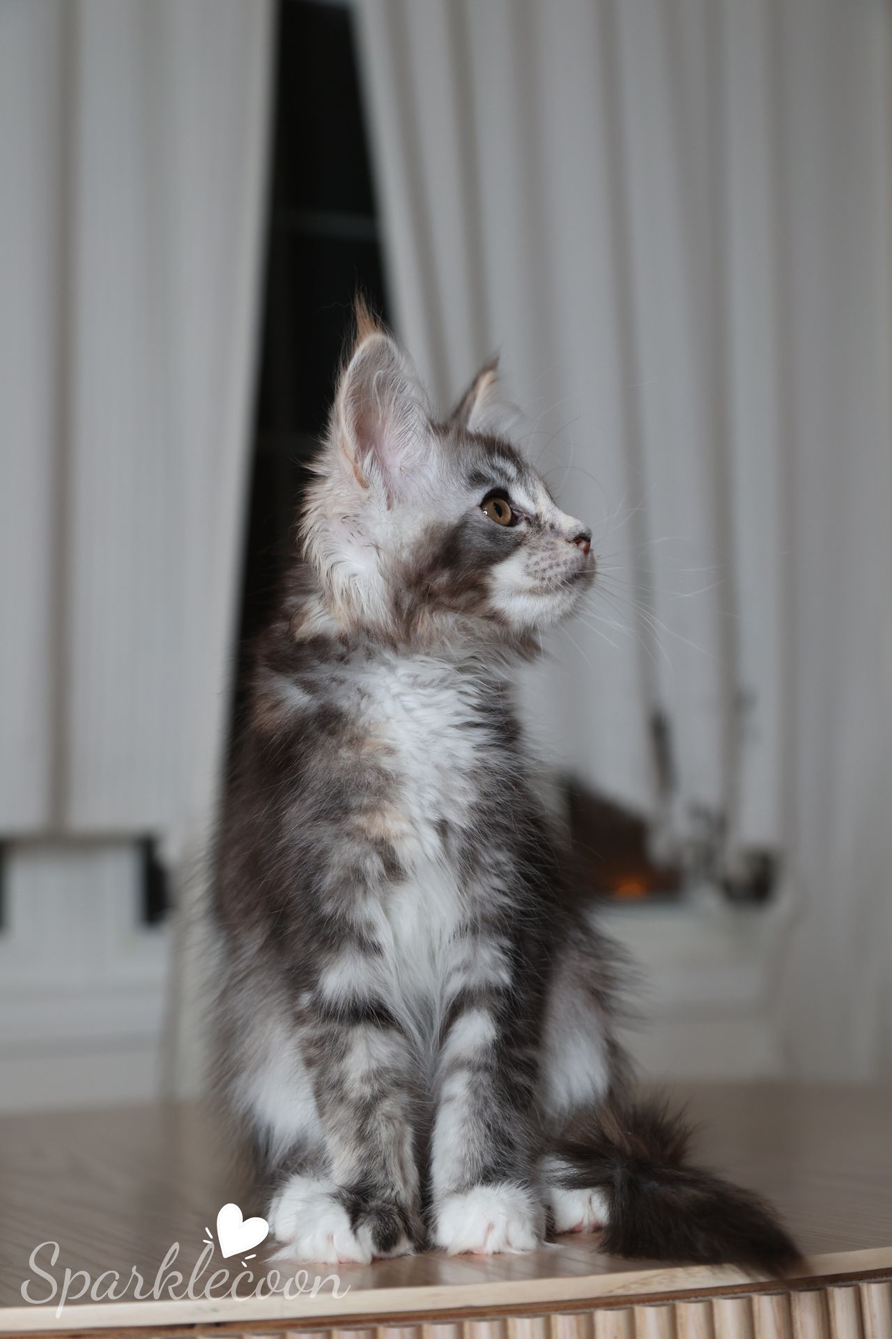 Phoenix Milk Pudding - Black Silver Ticked Torbie with White - litter red quaso 2025 10 08 phoenix milk 4 — Maine Coon