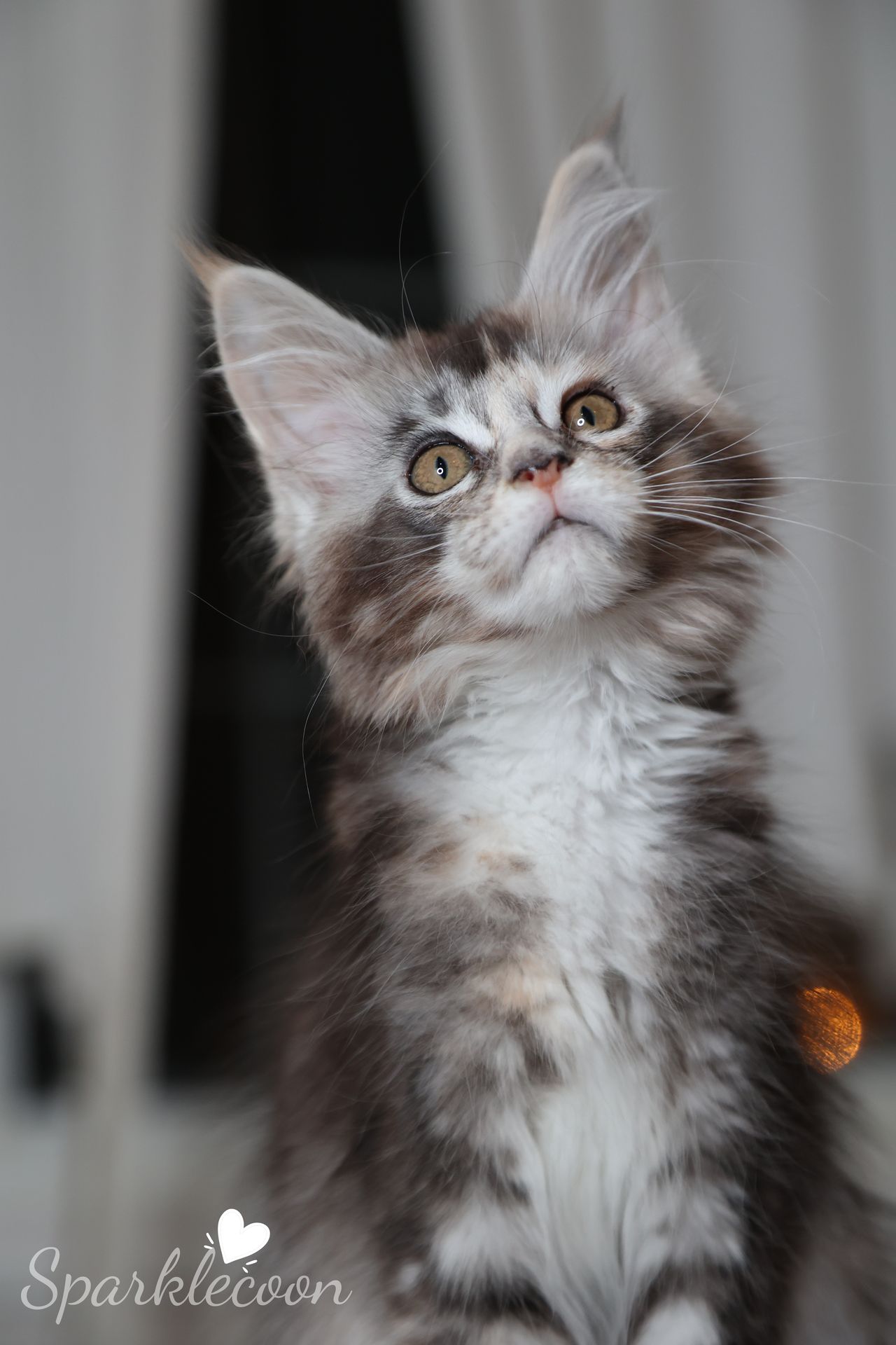Phoenix Milk Pudding - Black Silver Ticked Torbie with White - litter red quaso 2025 10 08 phoenix milk 5 — Maine Coon