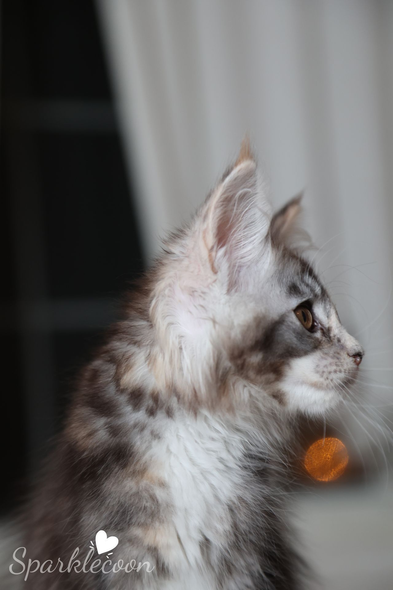 Phoenix Milk Pudding - Black Silver Ticked Torbie with White - litter red quaso 2025 10 08 phoenix milk 6 — Maine Coon