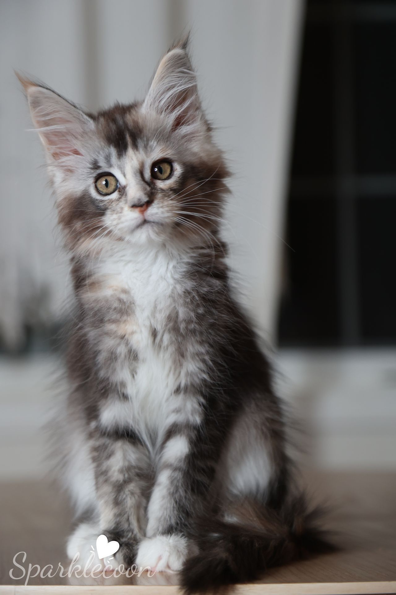 Phoenix Milk Pudding - Black Silver Ticked Torbie with White - litter red quaso 2025 10 08 phoenix milk 7 — Maine Coon