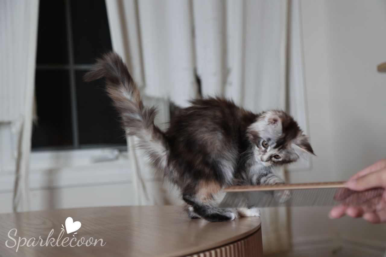 Phoenix Milk Pudding - Black Silver Ticked Torbie with White - litter red quaso 2025 10 08 phoenix milk 8 — Maine Coon