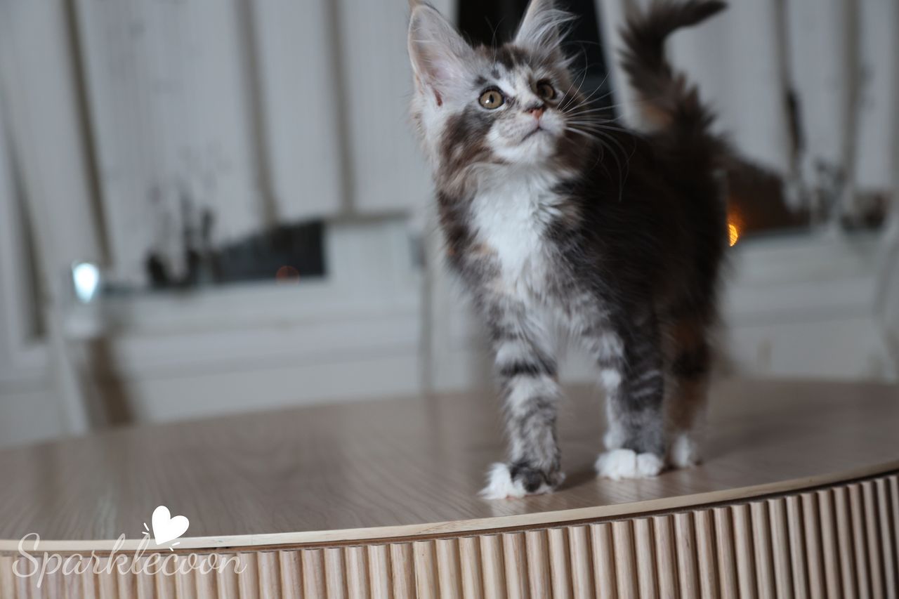 Phoenix Milk Pudding - Black Silver Ticked Torbie with White - litter red quaso 2025 10 08 phoenix milk 9 — Maine Coon