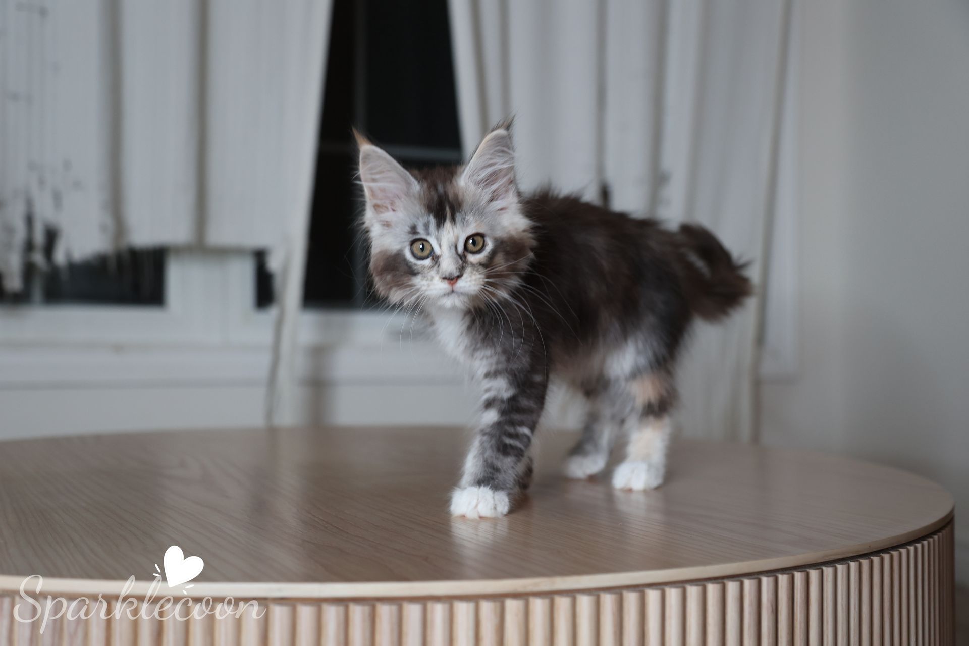 Phoenix Milk Pudding — Maine Coon kitten