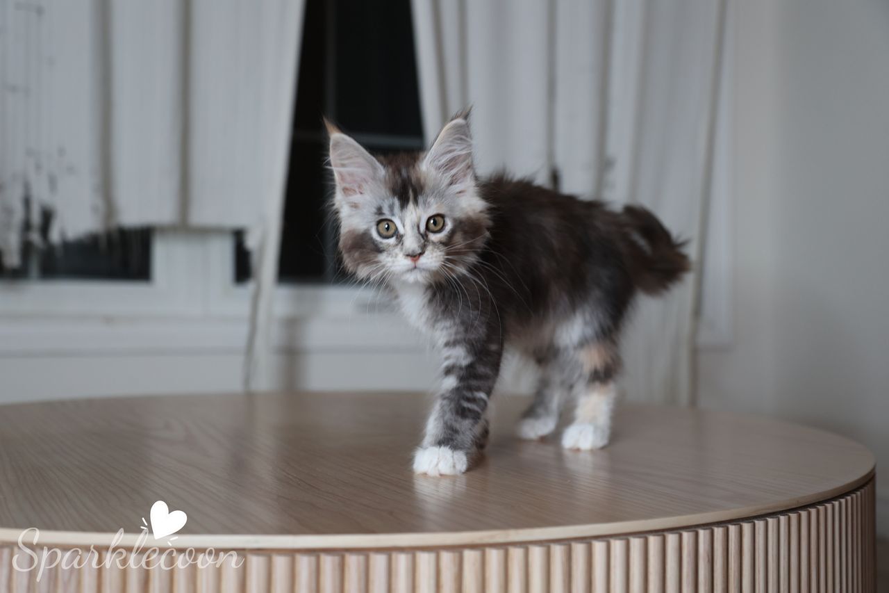 Phoenix Milk Pudding - Black Silver Ticked Torbie with White - litter red quaso 2025 10 08 phoenix milk cover image — Maine Coon