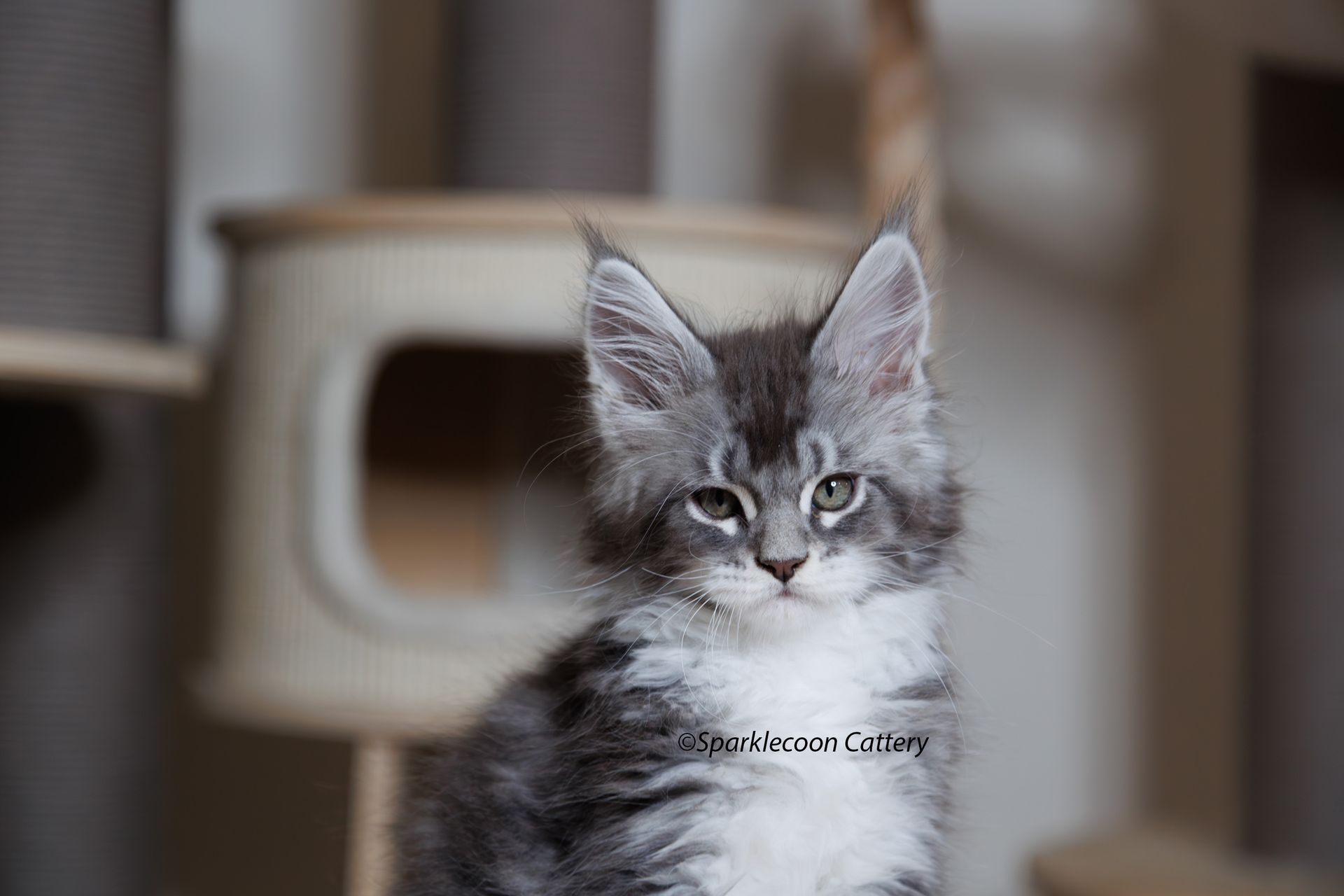 Silver Pond - Maine Coon Kitten