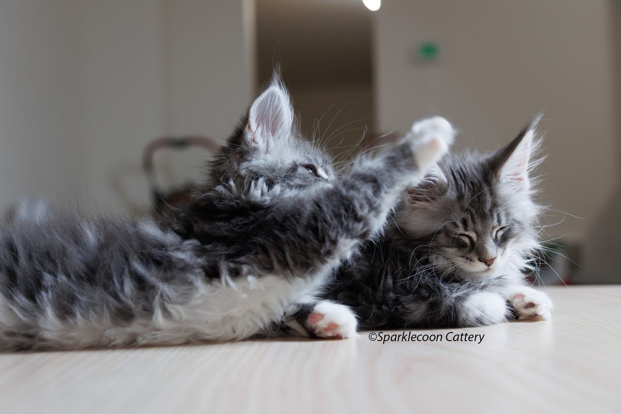 Silver Pond - Blue Silver Classic Tabby with White - litter star 2023 11 16 left ear 10 — Maine Coon