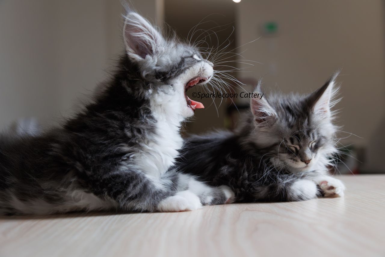 Silver Pond - Blue Silver Classic Tabby with White - litter star 2023 11 16 left ear 11 — Maine Coon