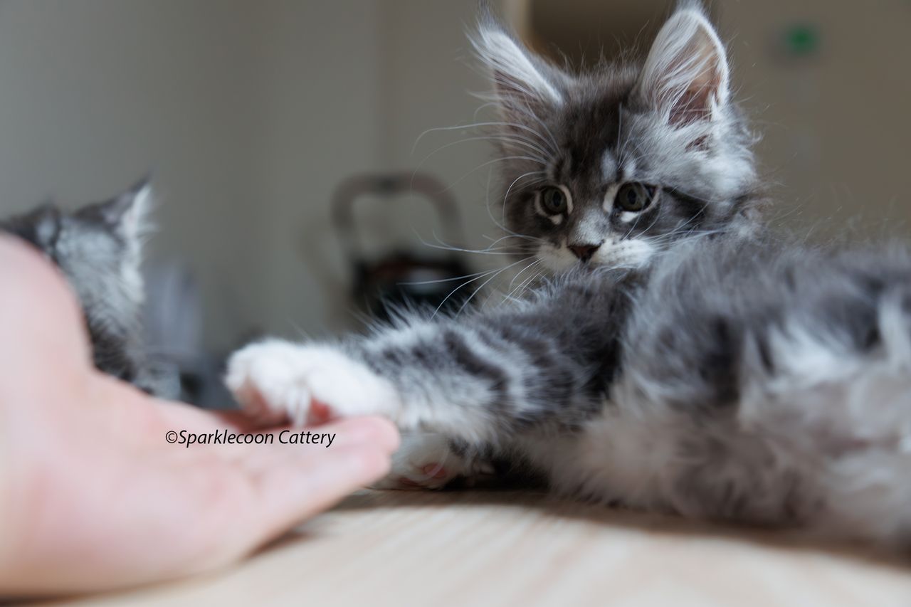 Silver Pond - Blue Silver Classic Tabby with White - litter star 2023 11 16 left ear 12 — Maine Coon