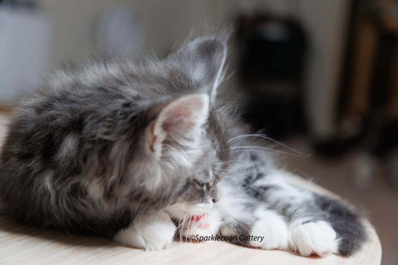 Silver Pond - Blue Silver Classic Tabby with White - litter star 2023 11 16 left ear 13 — Maine Coon