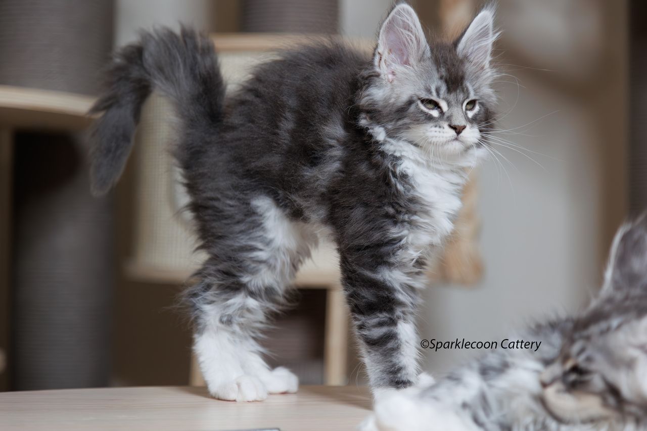 Silver Pond - Blue Silver Classic Tabby with White - litter star 2023 11 16 left ear 2 — Maine Coon