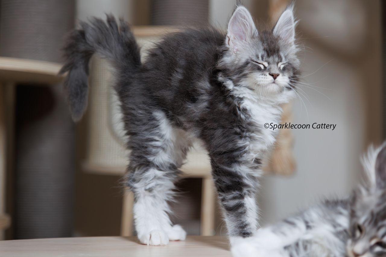 Silver Pond - Blue Silver Classic Tabby with White - litter star 2023 11 16 left ear 3 — Maine Coon