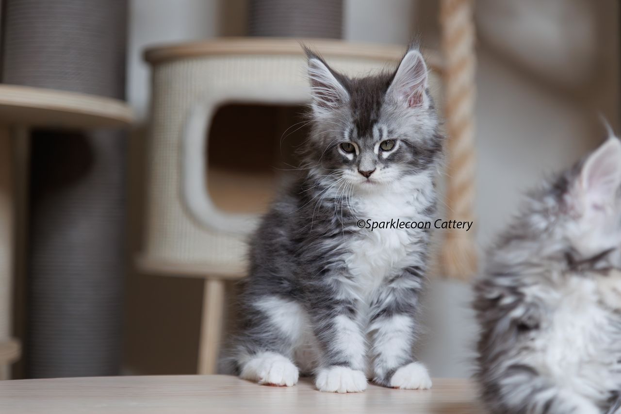 Silver Pond - Blue Silver Classic Tabby with White - litter star 2023 11 16 left ear 4 — Maine Coon