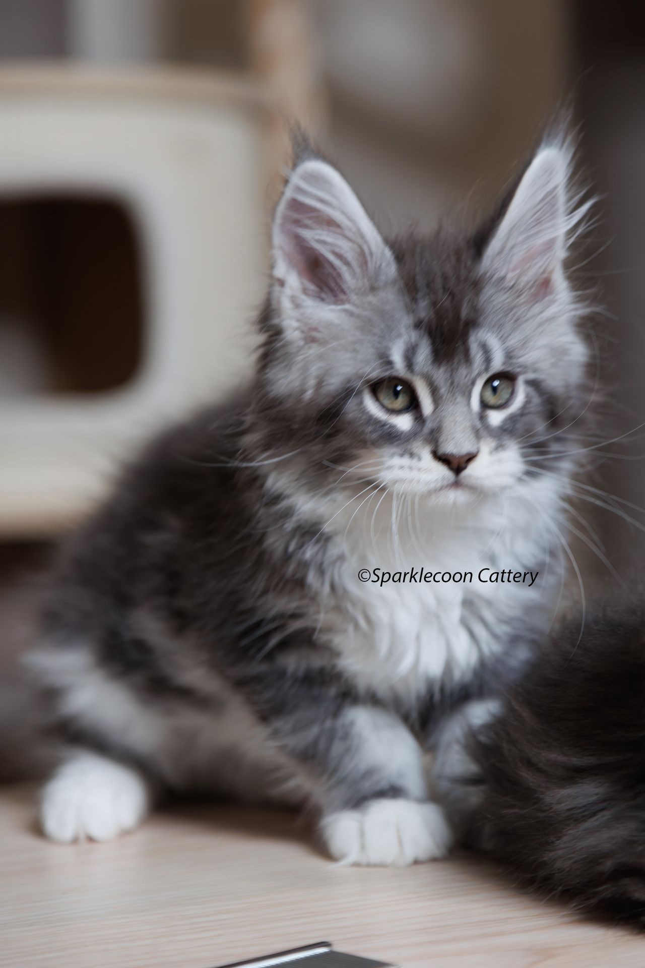 Silver Pond - Blue Silver Classic Tabby with White - litter star 2023 11 16 left ear 5 — Maine Coon