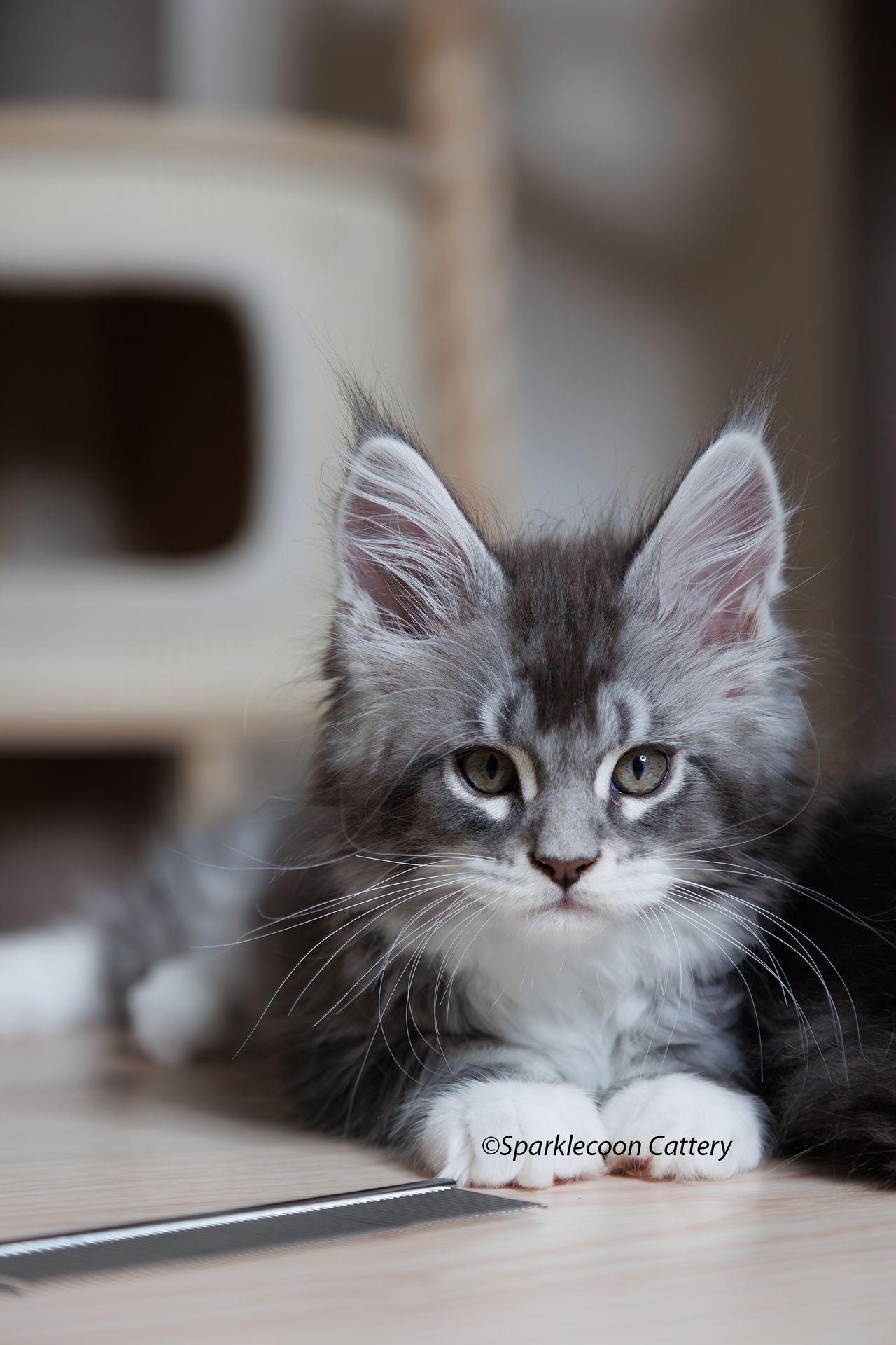 Silver Pond - Blue Silver Classic Tabby with White - litter star 2023 11 16 left ear 6 — Maine Coon