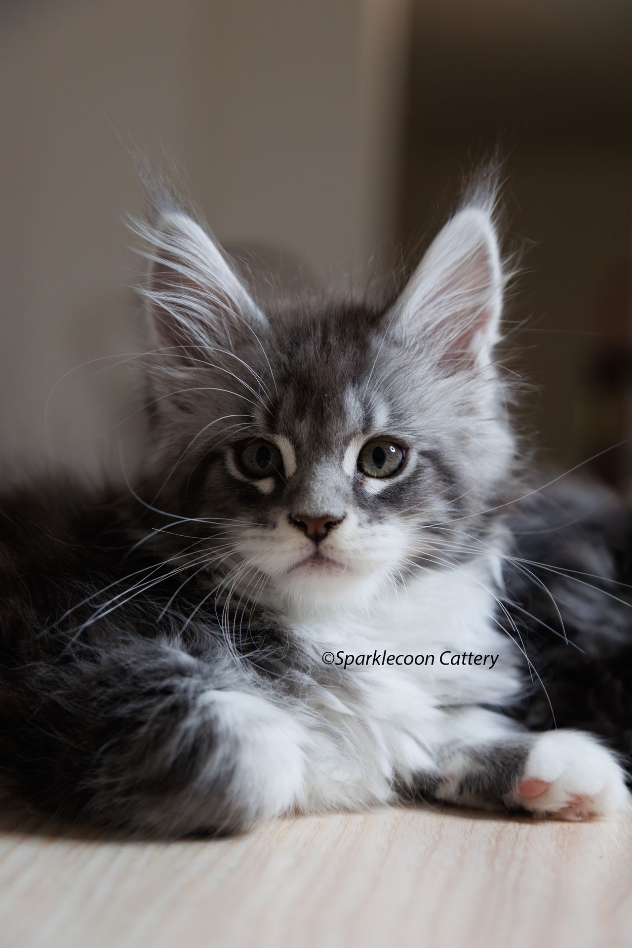 Silver Pond - Blue Silver Classic Tabby with White - litter star 2023 11 16 left ear 7 — Maine Coon