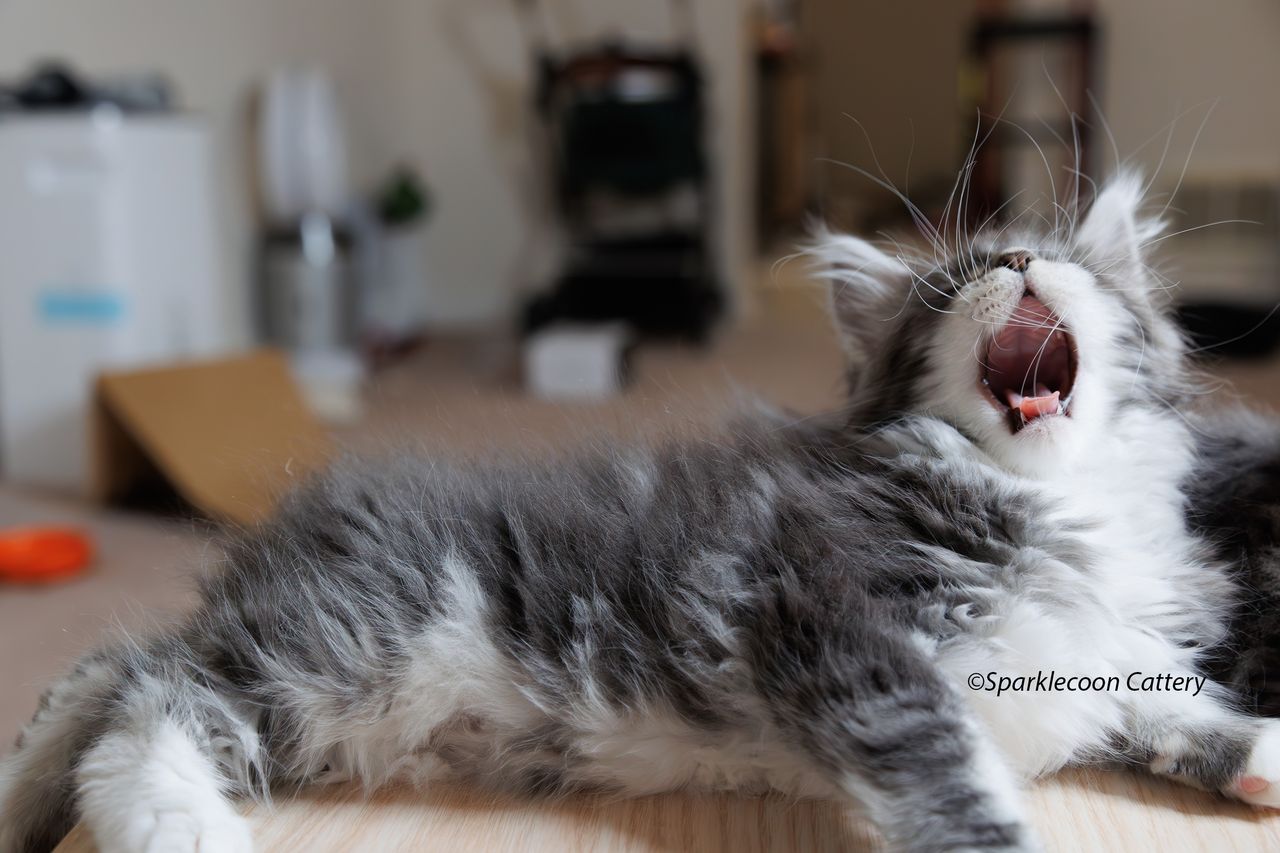 Silver Pond - Blue Silver Classic Tabby with White - litter star 2023 11 16 left ear 8 — Maine Coon