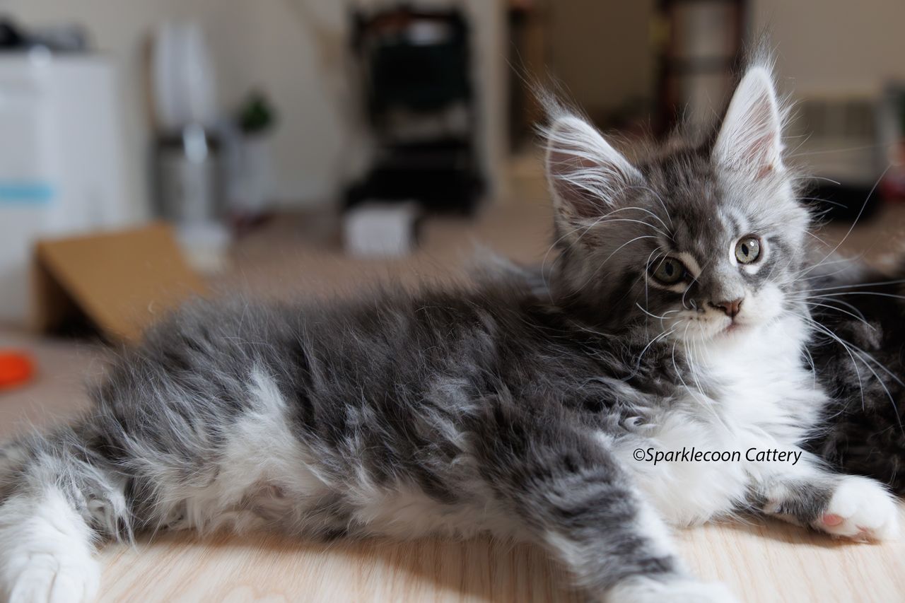 Silver Pond - Blue Silver Classic Tabby with White - litter star 2023 11 16 left ear 9 — Maine Coon