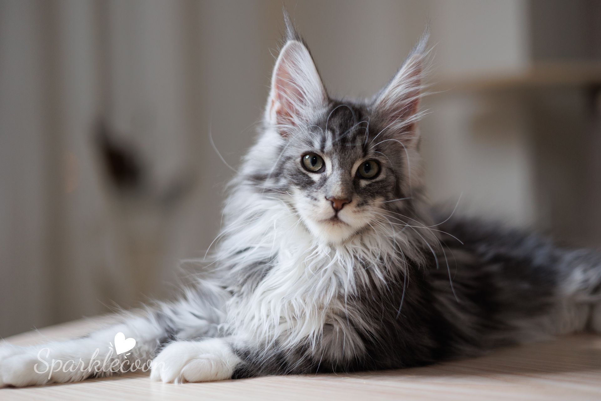 Vyncent - Maine Coon Kitten