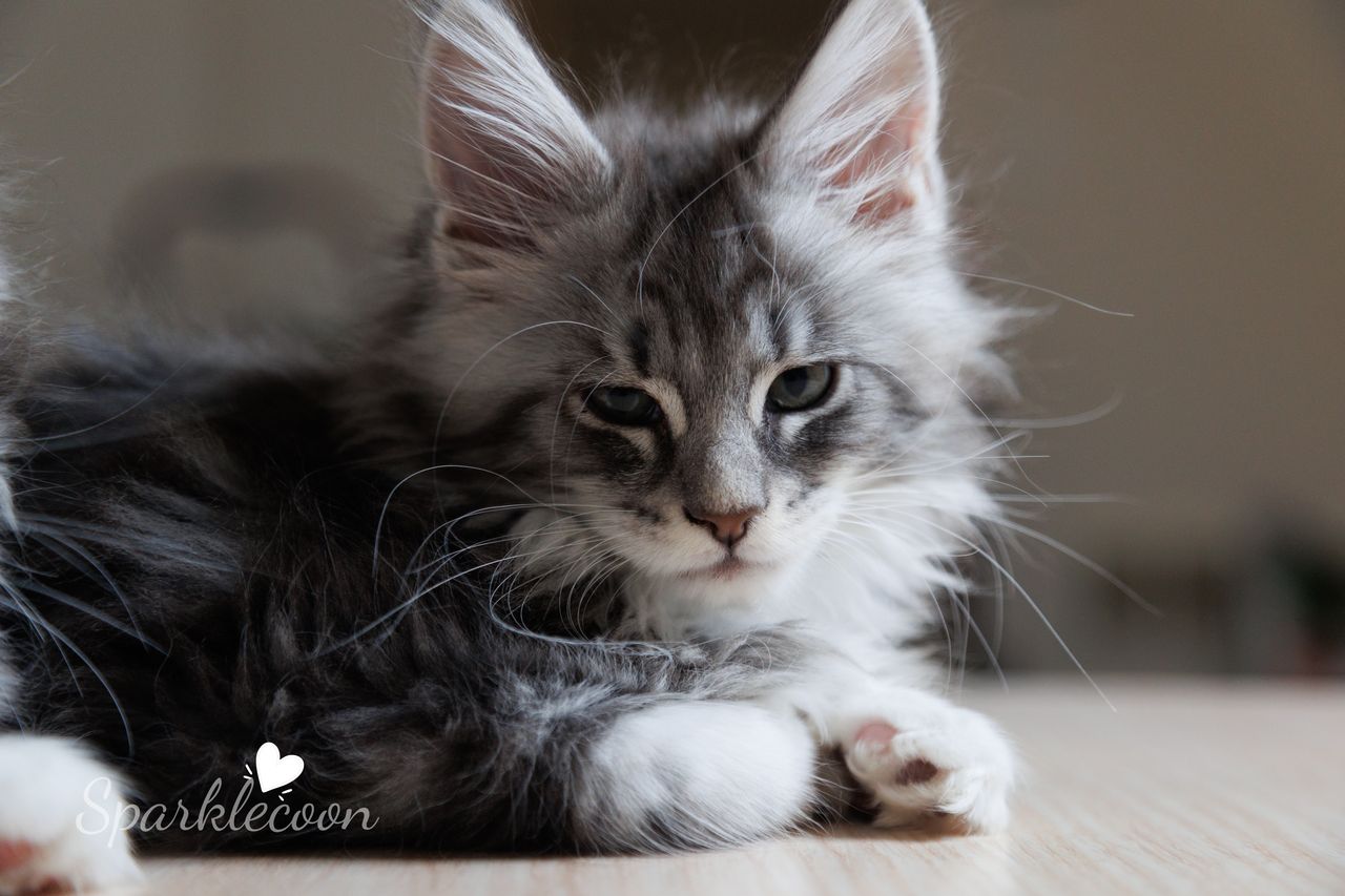 Vyncent - Blue Silver Classic Tabby with White - litter star 2023 11 16 left leg 2 — Maine Coon