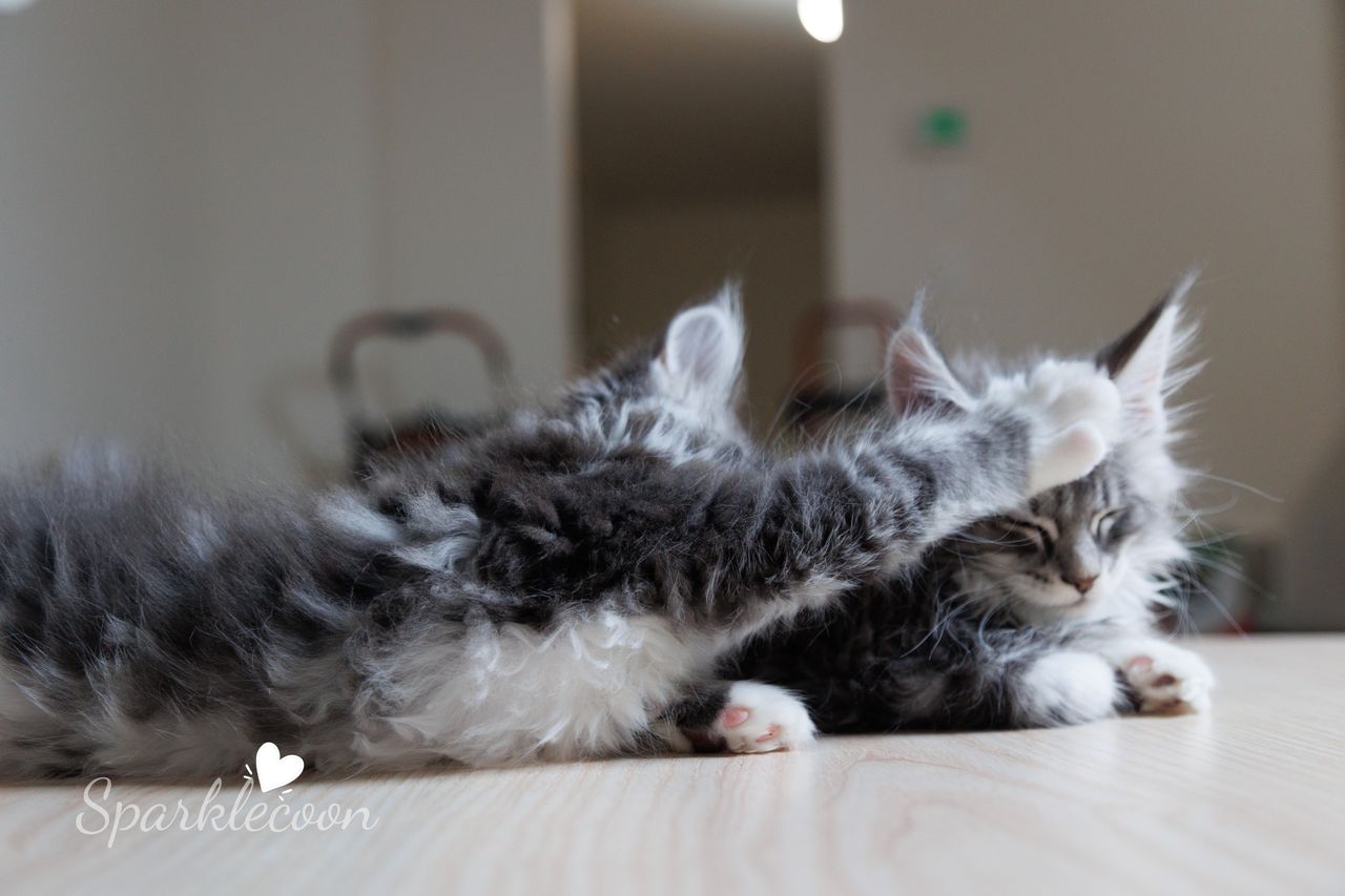 Vyncent - Blue Silver Classic Tabby with White - litter star 2023 11 16 left leg 3 — Maine Coon