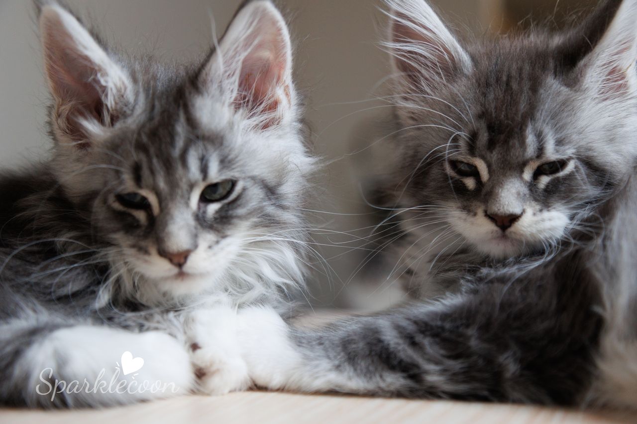 Vyncent - Blue Silver Classic Tabby with White - litter star 2023 11 16 left leg 4 — Maine Coon