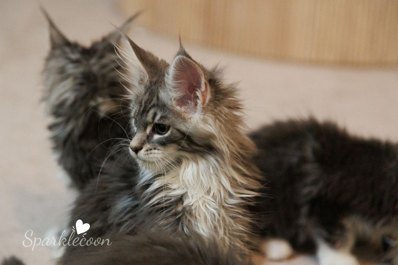 Vyncent - Blue Silver Classic Tabby with White - litter star 2023 11 16 left leg 5 — Maine Coon