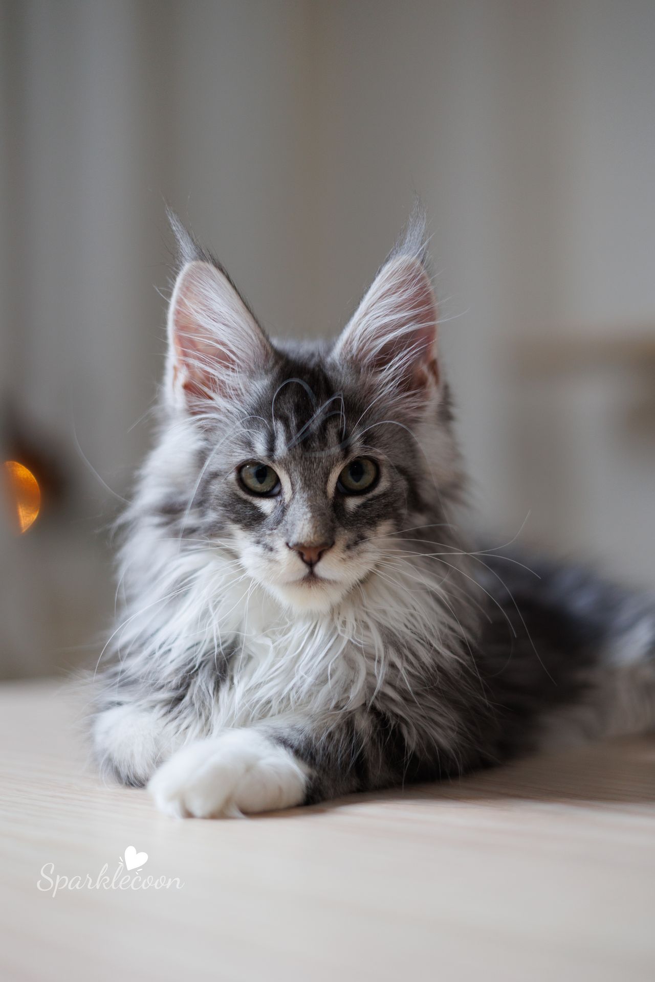 Vyncent - Blue Silver Classic Tabby with White - litter star 2023 11 16 left leg 6 — Maine Coon