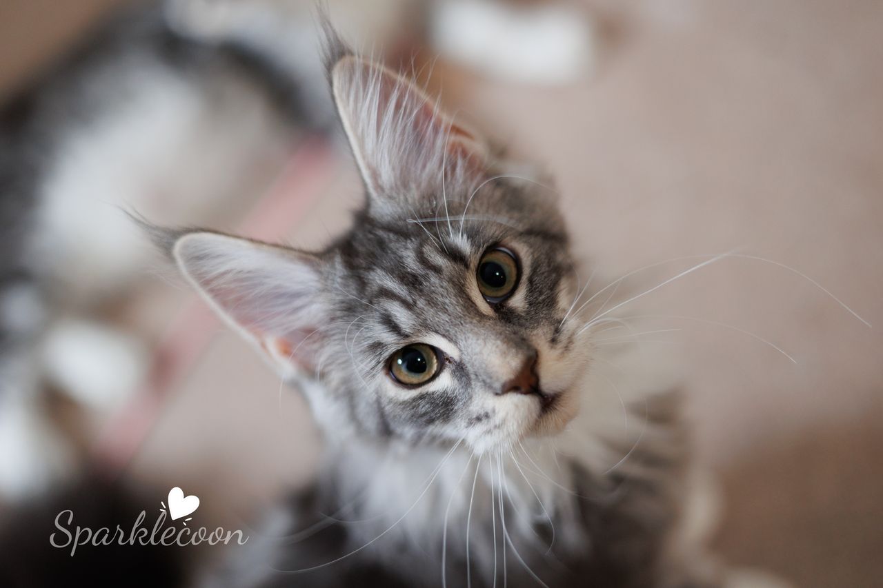 Vyncent - Blue Silver Classic Tabby with White - litter star 2023 11 16 left leg 7 — Maine Coon