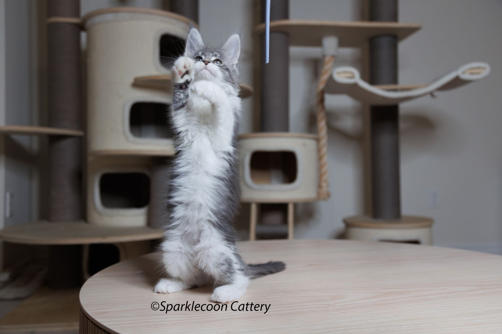 Sahara - Maine Coon Kitten