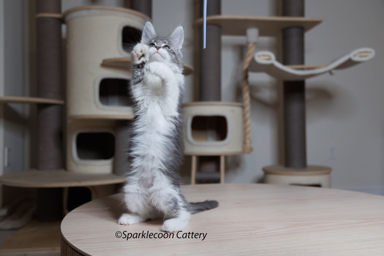Sahara - Blue Silver Ticked Tabby with White - litter star 2023 11 16 right ear 1 — Maine Coon