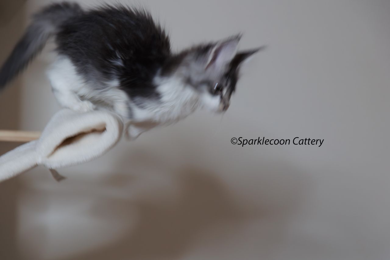 Sahara - Blue Silver Ticked Tabby with White - litter star 2023 11 16 right ear 10 — Maine Coon