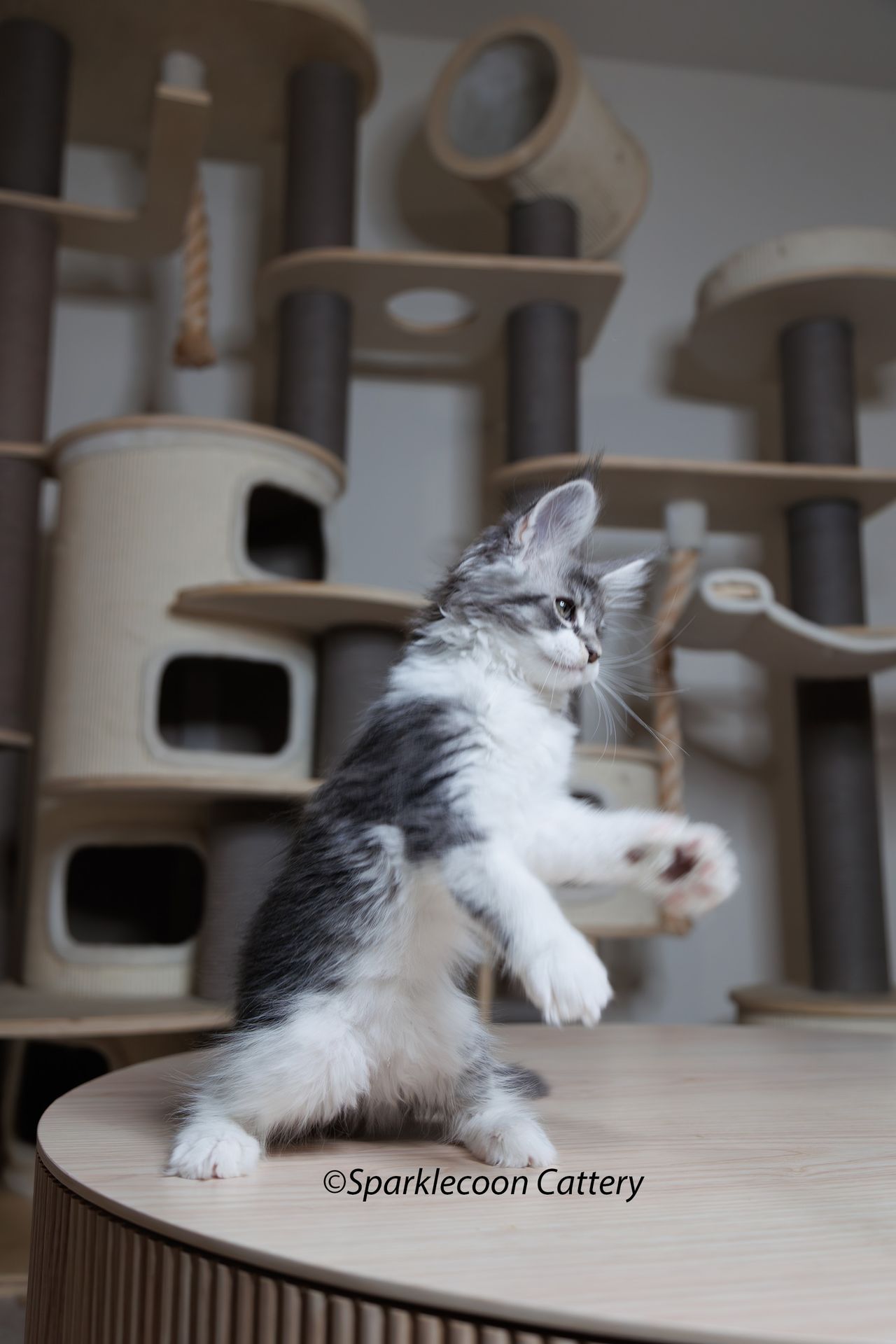 Sahara - Blue Silver Ticked Tabby with White - litter star 2023 11 16 right ear 2 — Maine Coon