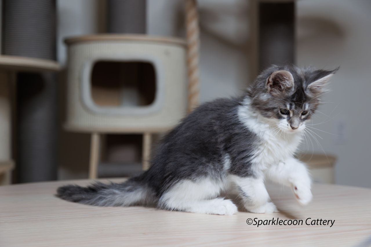 Sahara - Blue Silver Ticked Tabby with White - litter star 2023 11 16 right ear 3 — Maine Coon