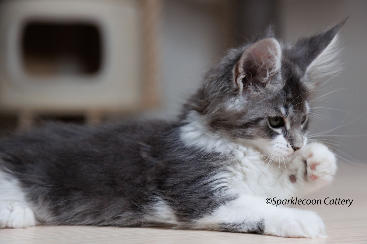 Sahara - Blue Silver Ticked Tabby with White - litter star 2023 11 16 right ear 4 — Maine Coon