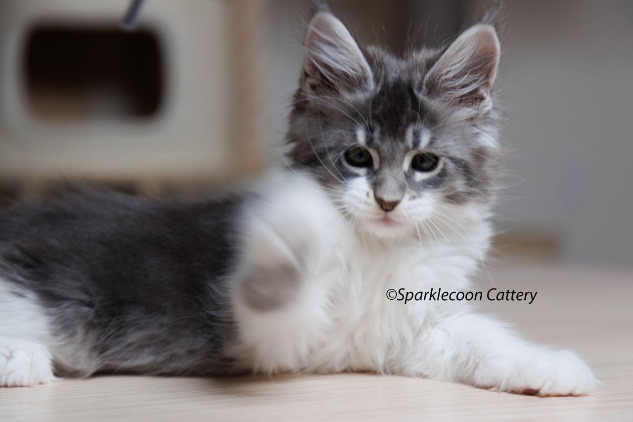 Sahara - Blue Silver Ticked Tabby with White - litter star 2023 11 16 right ear 5 — Maine Coon
