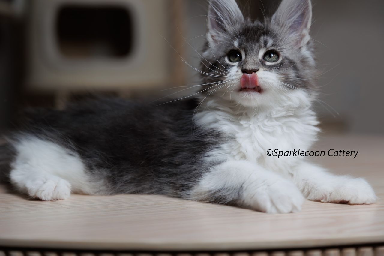 Sahara - Blue Silver Ticked Tabby with White - litter star 2023 11 16 right ear 6 — Maine Coon