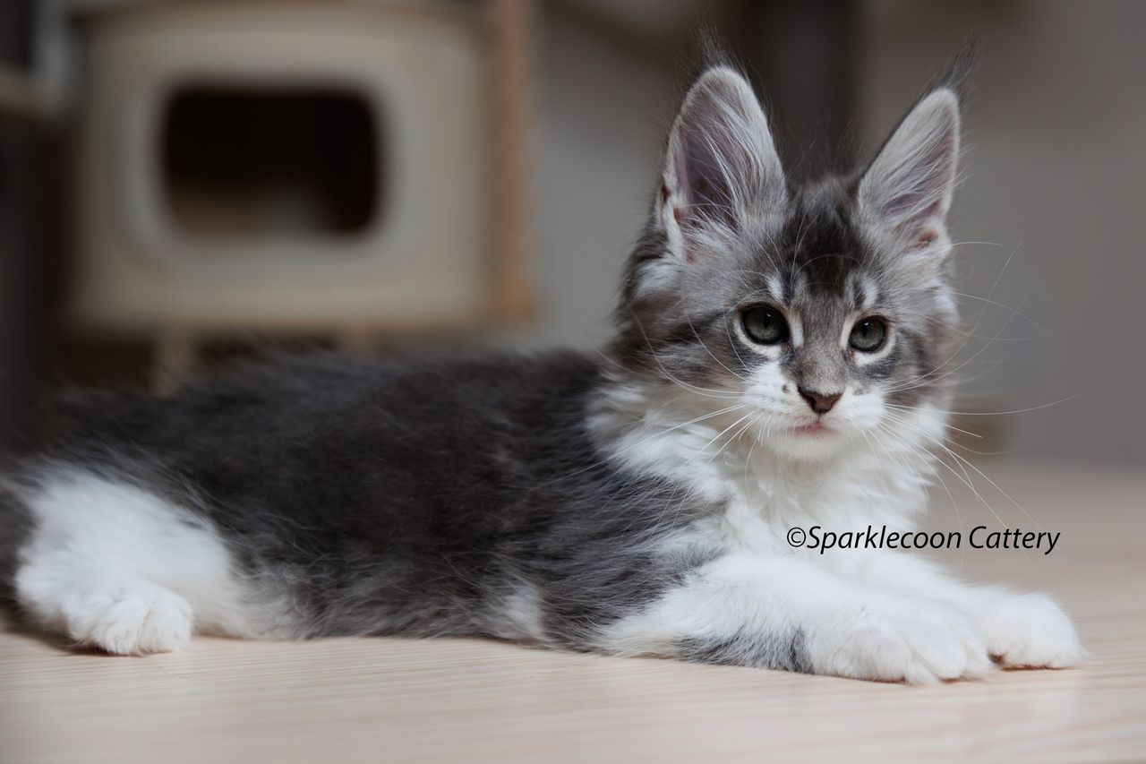 Sahara - Blue Silver Ticked Tabby with White - litter star 2023 11 16 right ear 7 — Maine Coon