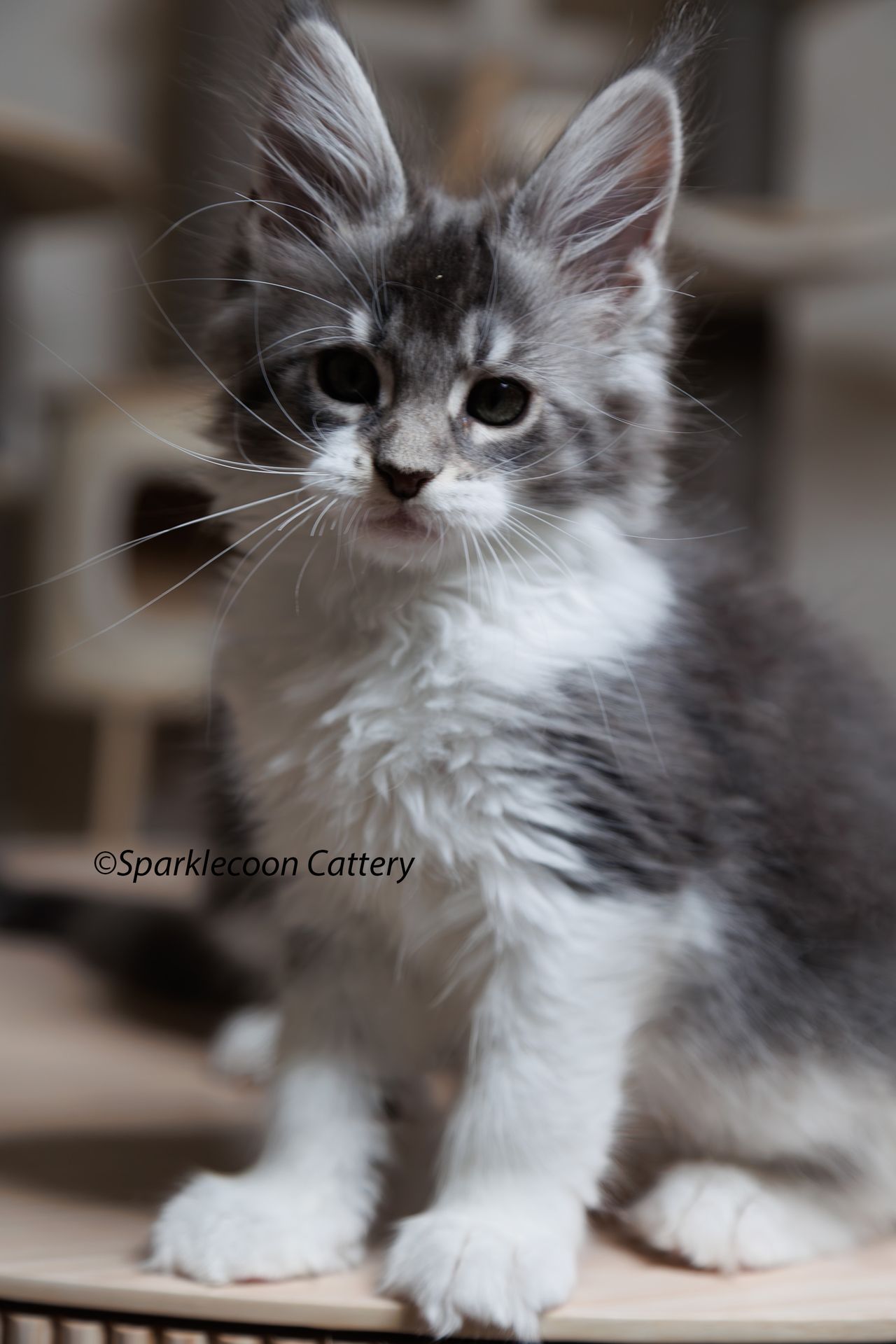 Sahara - Blue Silver Ticked Tabby with White - litter star 2023 11 16 right ear 8 — Maine Coon