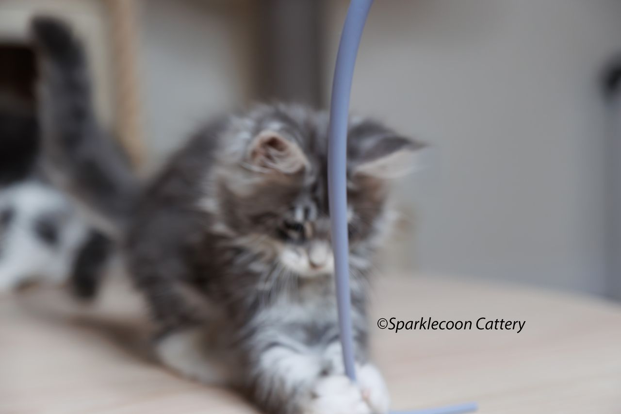 Sahara - Blue Silver Ticked Tabby with White - litter star 2023 11 16 right ear 9 — Maine Coon