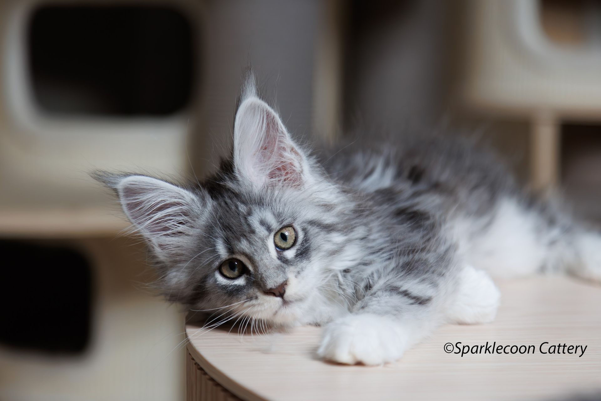 Super Dai - Maine Coon Kitten
